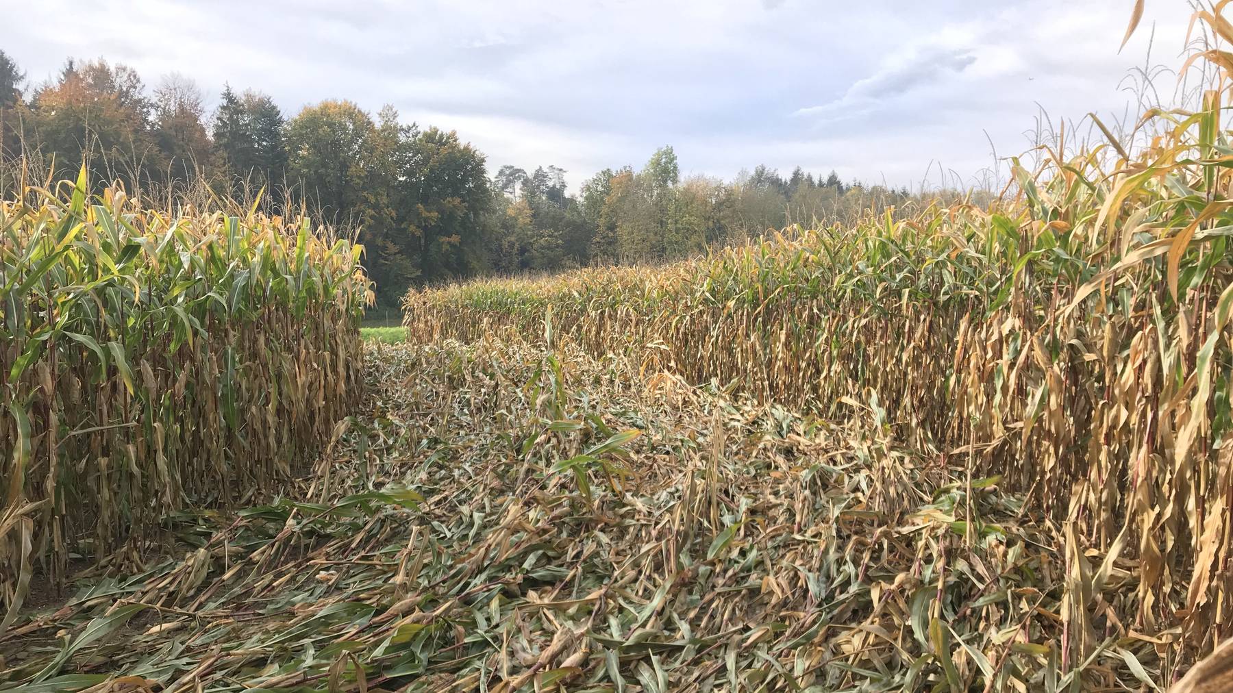 Blick auf das verwüstete Maisfeld in Lamperswil 