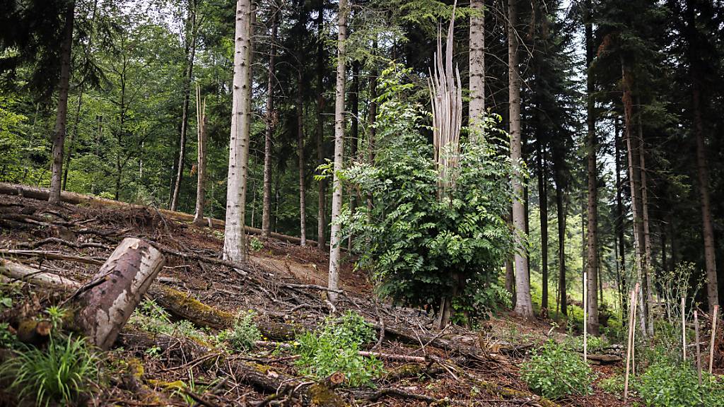 Der sexuelle Übergriff ereignete sich im Käferberg-Wald in Zürich. (Archivbild)