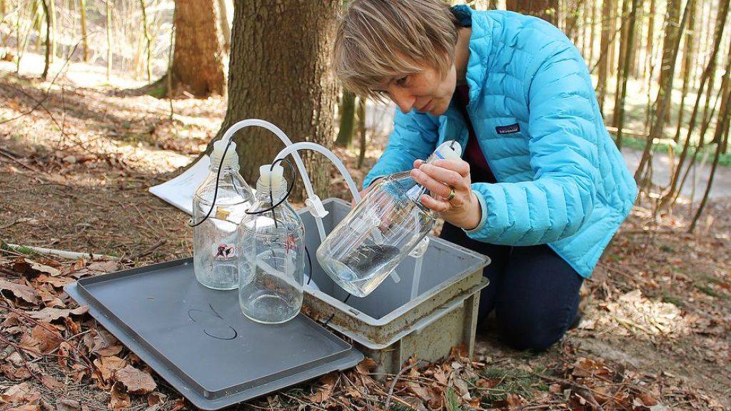 Elisabeth Graf Pannatier liest die Menge des gesammelten Bodenwassers ab. Eine Forschungsgruppe unter ihrer Leitung hat herausgefunden, dass sich die Bodenwasserchemie in Europas Wäldern langsam verändert.