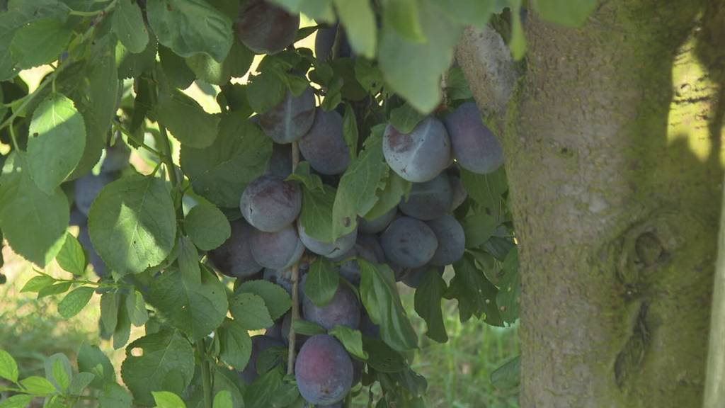 Gute Saison: Zwetschen-Produzenten freuen sich über viele süsse Früchte