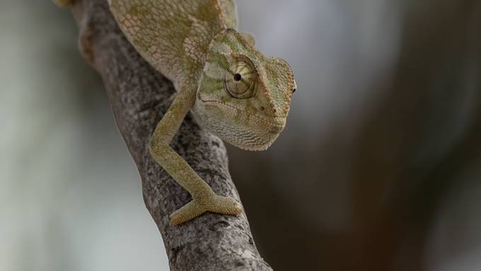 Spezialsendung: Auf den Spuren des Chamäleons, Teil 2 (W)