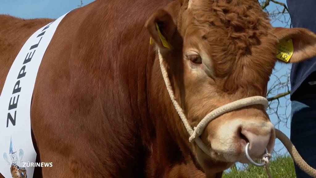 Aargauer Muni für Zürcher Schwinger