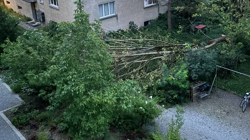  «Es war richtig heftig»: Baum fällt in Albisrieden nach Sturmböe um