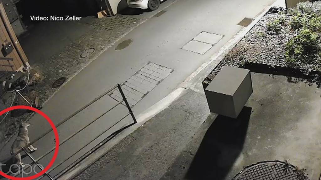 Wolf in der Stadt! Altstätterinnen und Altstätter reagieren auf Raubtiersichtung