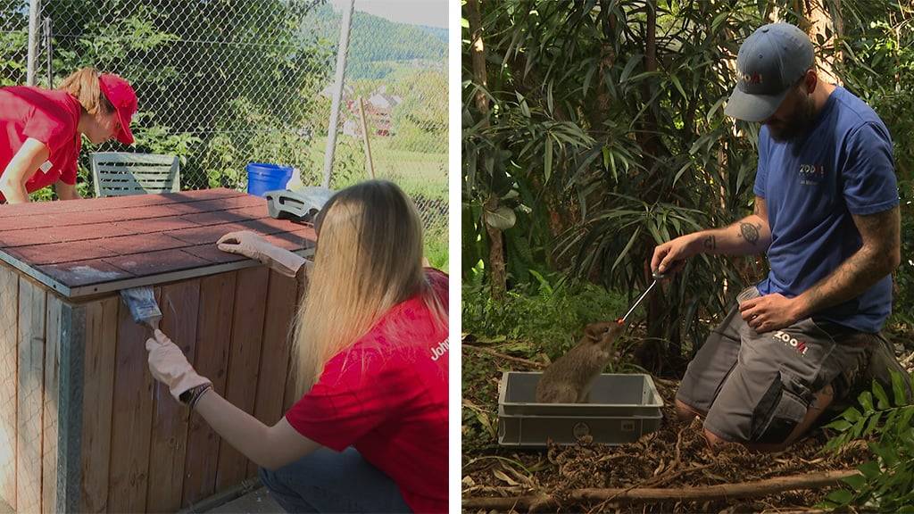 «Helfer-Tag» im Tierheim / Tier Training im Zoo
