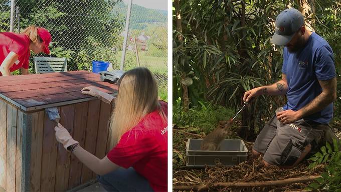 «Helfer-Tag» im Tierheim / Tier Training im Zoo