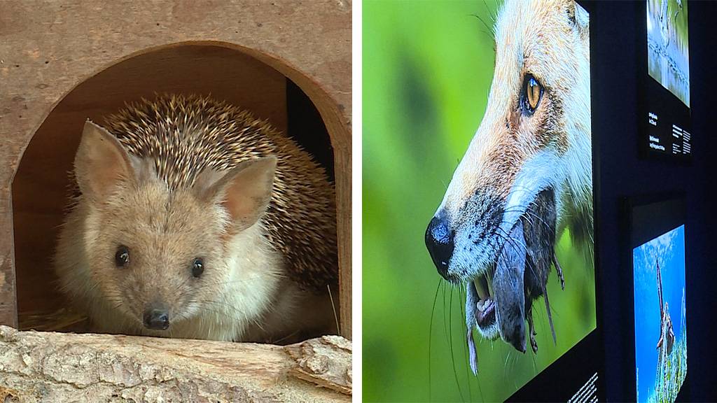 Langohrigel / Ausstellung «Wildlife Photographer of the Year»