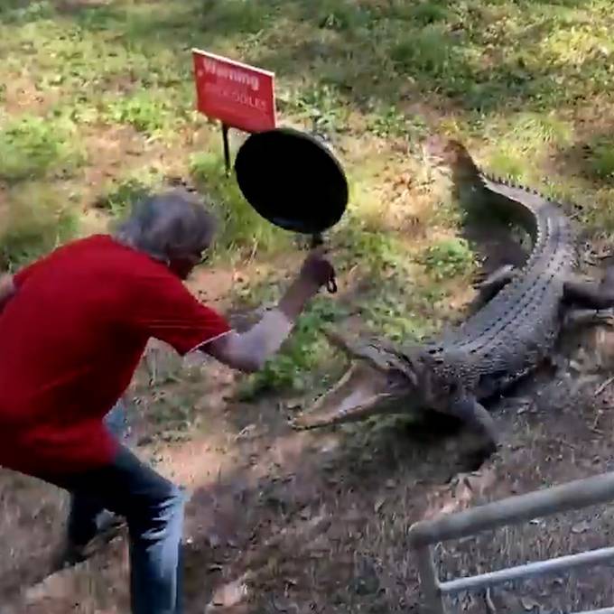 Neulich in Australien: Wirt schlägt Krokodil mit Bratpfanne in die Flucht