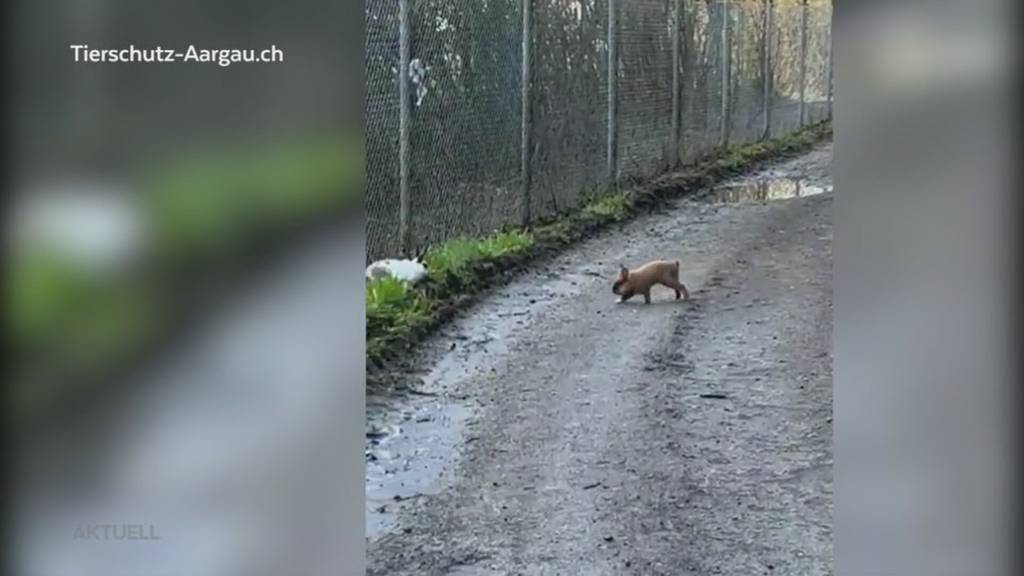 Herzlos: Warum werden im Aargau immer mehr Tiere ausgesetzt?