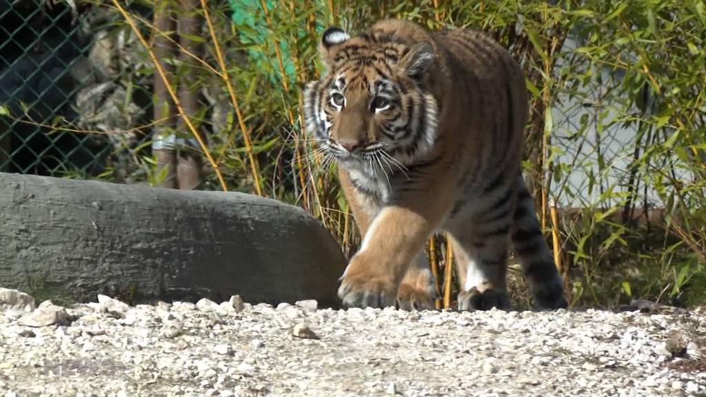 Das verstossene Tigerbaby Sangha lebt seit Dezember im Sikypark