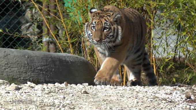 Das verstossene Tigerbaby Sangha lebt seit Dezember im Sikypark