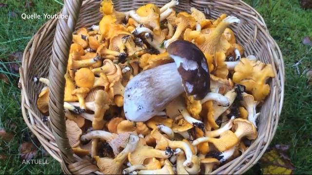 „Pilzmafias“ plündern den Wald