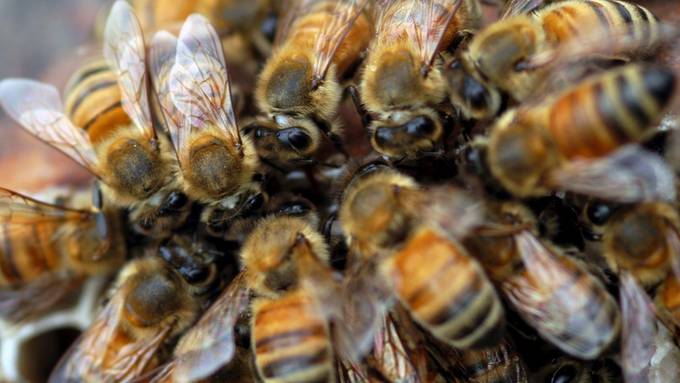 Der Frühling war kein Honigschlecken für Aargauer Bienen