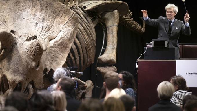 Triceratops «Big John» für 6,6 Millionen Euro versteigert