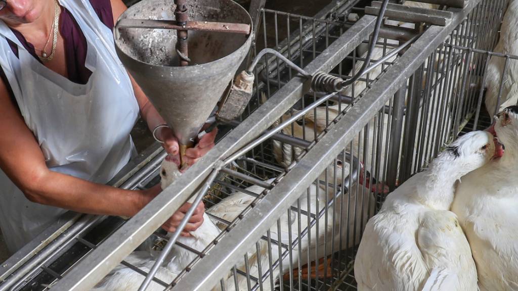 ARCHIV - Gänse werden auf dem Hof von Sauveniere für die Produktion von Foie Gras (Stopfleber) gefüttert. Die Delikatesse gerät auch in Frankreich in Kritik. Foto: Virginie Lefour/BELGA/dpa