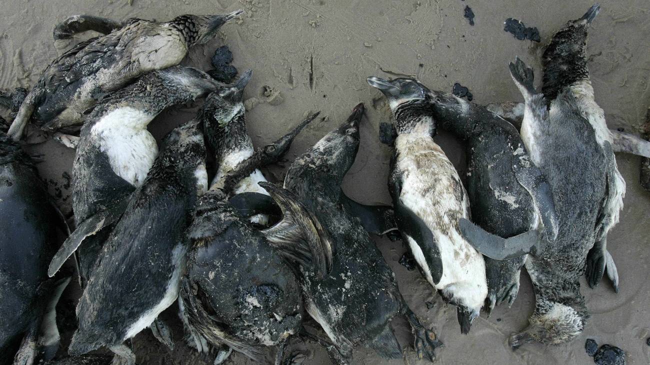 Tote Pinguine angespült in Uruguay