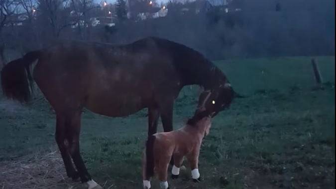 Obacht. Hier kommt das störrische Pferd