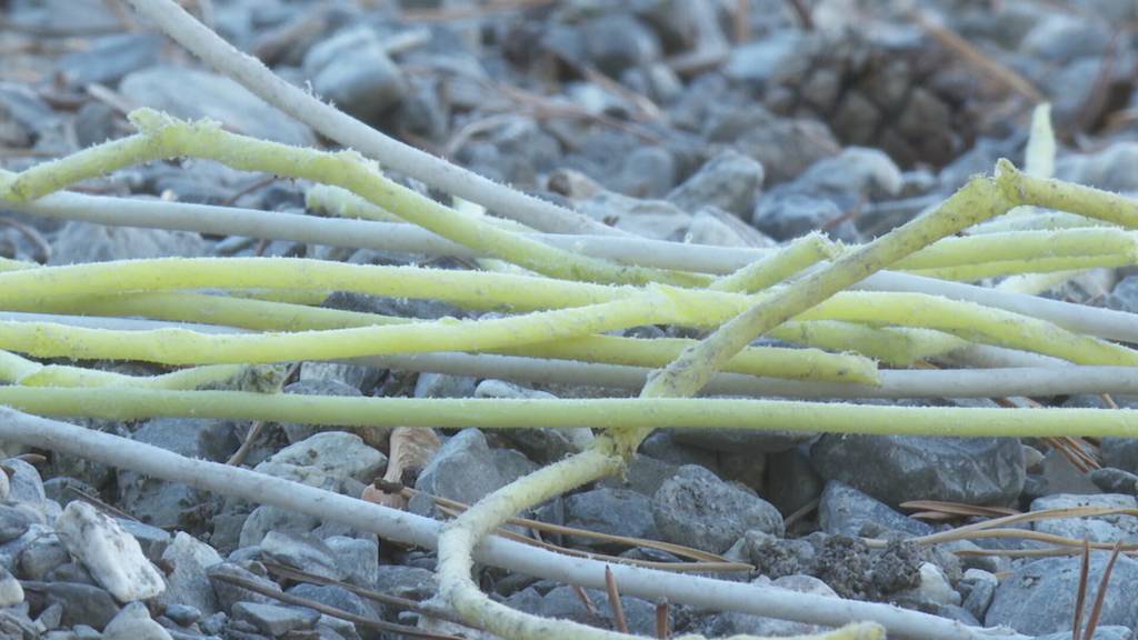 Sprengteile vom Axen verschmutzen Urnersee