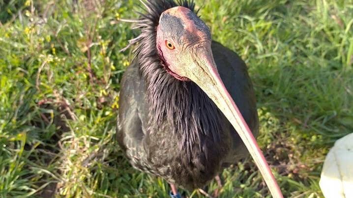 Waldrapp-Attrappen locken Artgenossen zum Nisten an