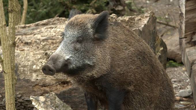 Wachsende Wildschweinpopulation im Kanton Bern sorgt für Ärger