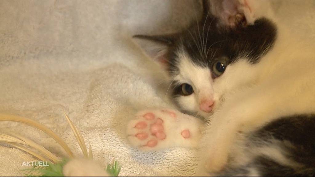 Anzahl an ausgesetzten Katzen schiesst im Aargau in die Höhe