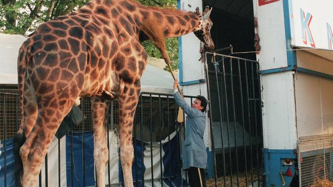 Tierschützer fordern Verbot von Wildtieren in Zirkussen