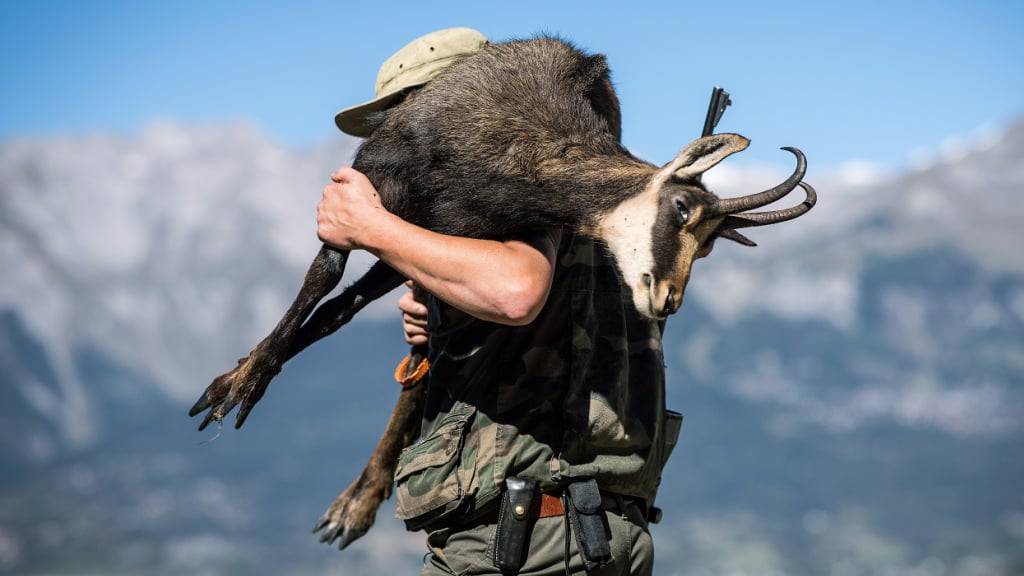 Ein Walliser Jäger bringt in der Region Nax einen Gemsbock auf seinen Schultern ins Tal. (Archivbild)