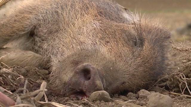 Wildschwein-Killer vor Gericht