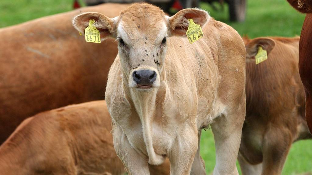 Rinderwahnsinn bei St.Galler Kuh nachgewiesen