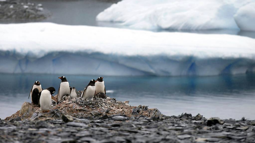 Der Anteil des schmelzenden Eises in der Antarktis wurde bisher unterschätzt. Mit dem steigenden Meeresspiegel nehmen in diesem Jahrhundert Risiken wie Fluten oder Küstenerosion deutlich zu. (Archivbild)