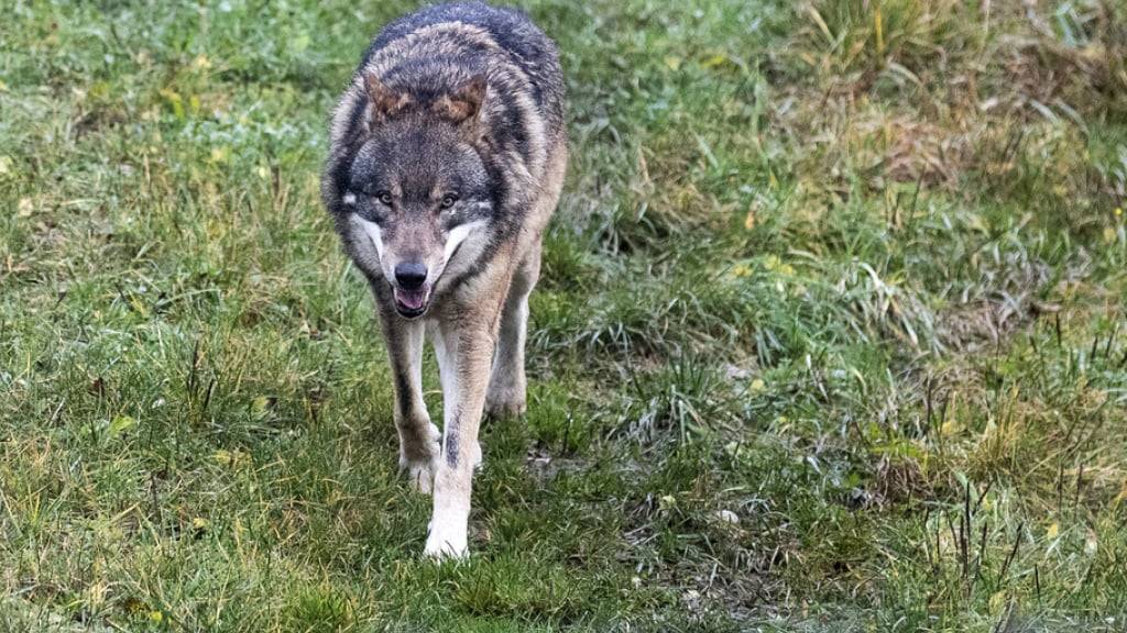 Im Kanton Wallis erlegte die Wildhut einen Wolf. Im Bild ein Exemplar des Raubtiers in einem Tierpark. (Symbolbild)