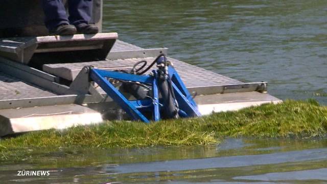 Amphimaster bekämpft Seegras