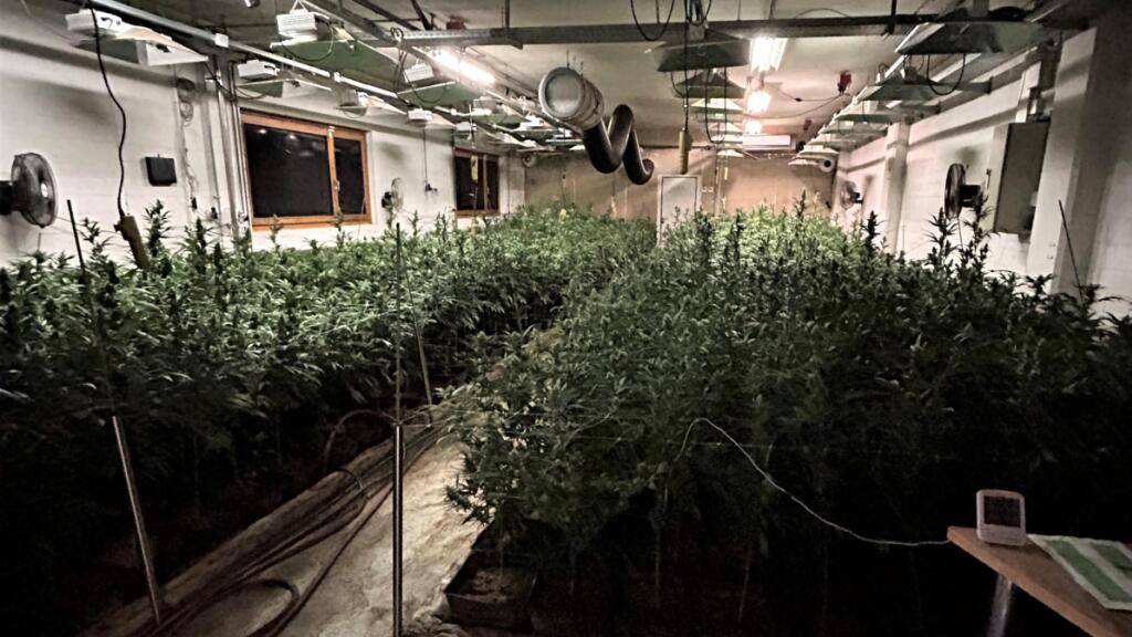 In Rüti hat die Kantonspolizei Zürich eine illegale Hanfplantage entdeckt.