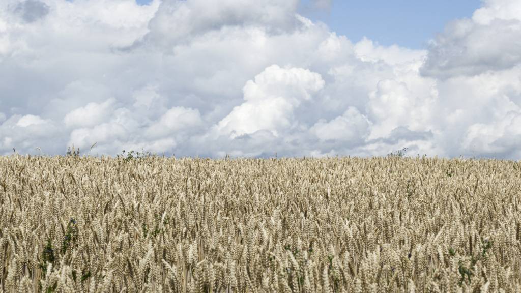 Die Getreidebranche erholte sich 2025 nach dem Einbruch in den Vorjahren. (Archivbild)