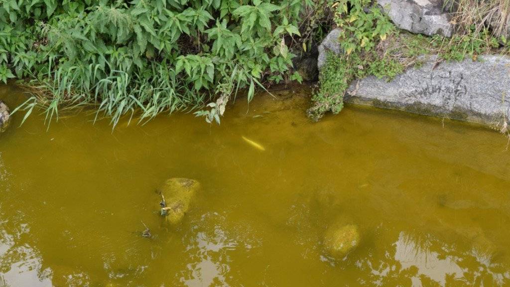 Lösungsmittelgestank und grünliche Farbe: Im Bielbach im luzernischen Ruswil sind tausende Fische verendet. Woher der Schmutz stammt, ist unklar.