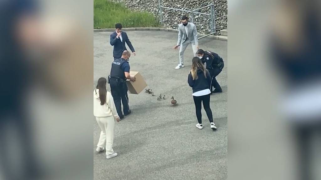 Aarauer Polizei rettet Entenfamilie