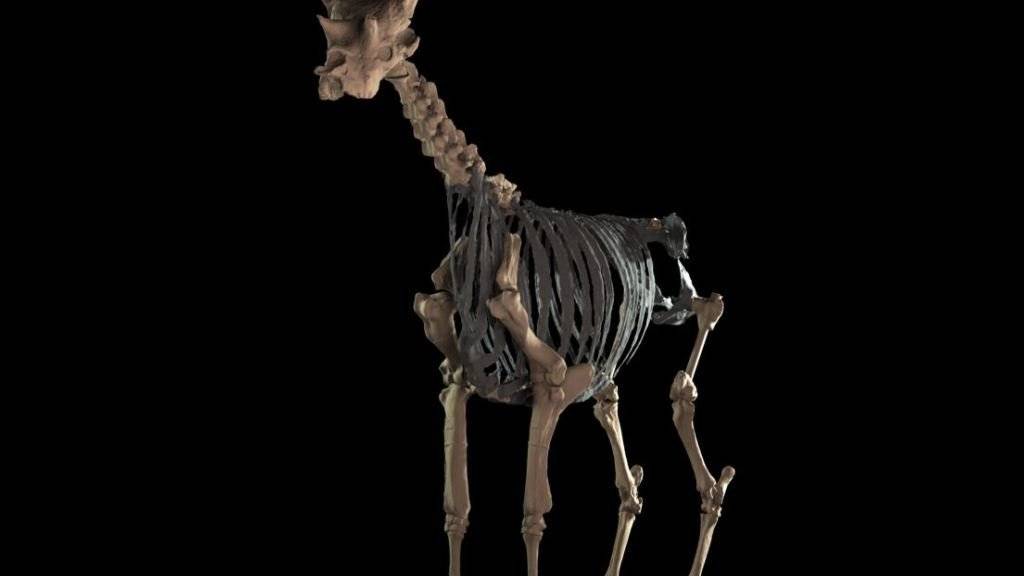 Die 3D-Rekonstruktion des Skeletts von Sivatherium giganteum beruht auf 1000 Fotos von Fossilien.