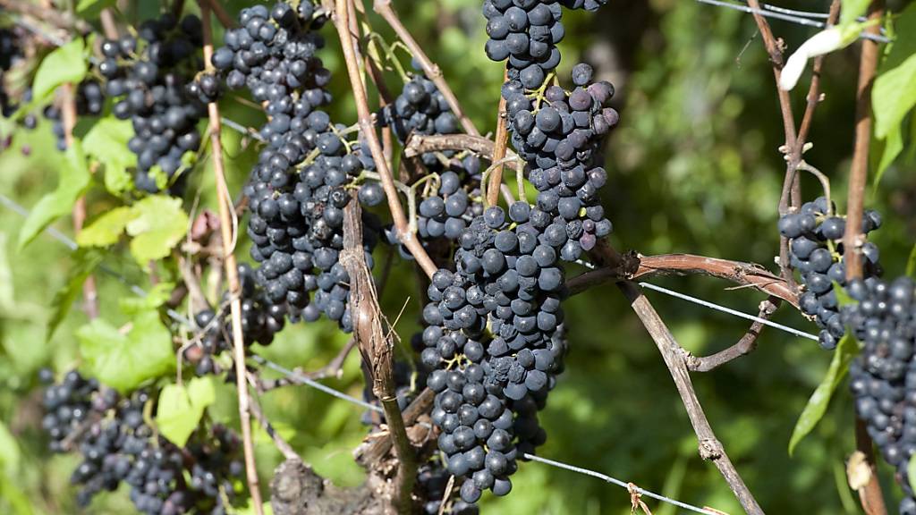 Kein Strom: herber Schlag für Südafrikas Weinindustrie