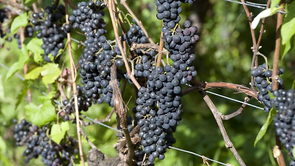 Südafrikas mehr als 300 Jahre alte Weinindustrie leidet stark an den seit Monaten anhaltenden Stromausfällen im Land. (Symbolbild)