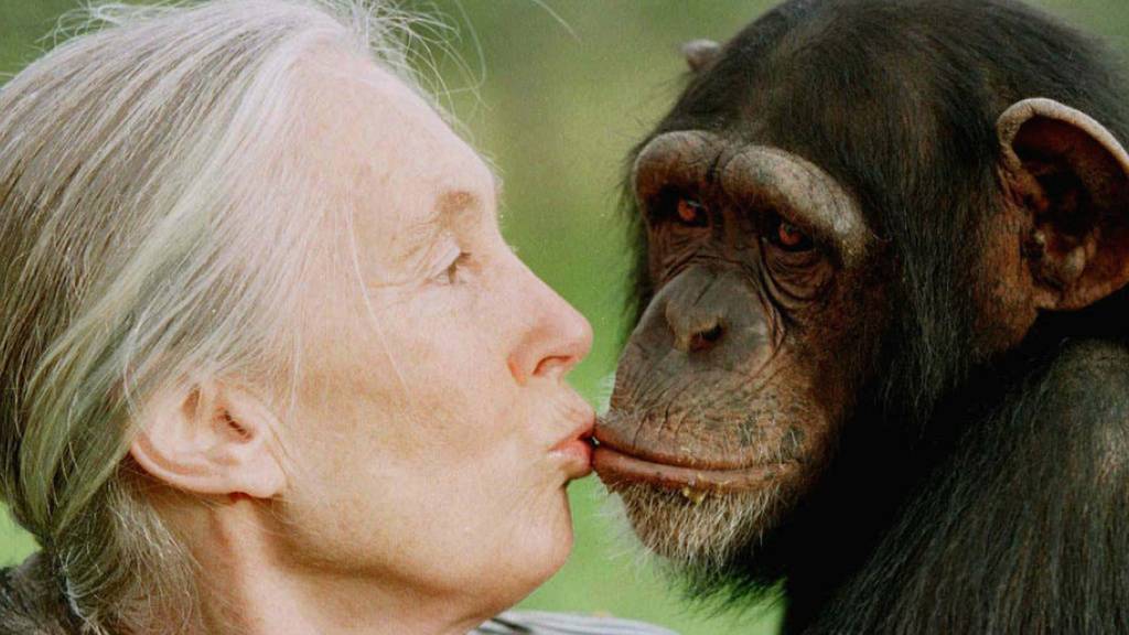 In der Evolution sind die Gehirne von Menschen und Menschenaffen unterschiedliche Wege gegangen. Was dahinter steckt, haben Forschende untersucht. (Im Bild: Jane Goodall mit weiblichem Schimpansen, 1997.)