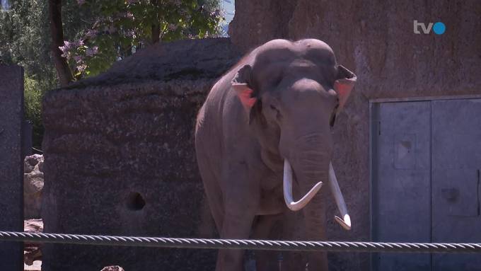 Elefantenbulle Mekong darf nach 30 Tagen aus der Quarantäne