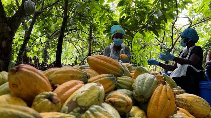 Zürcher Beiz verwendet ghanaischen Kakaosaft aus biologischem Anbau