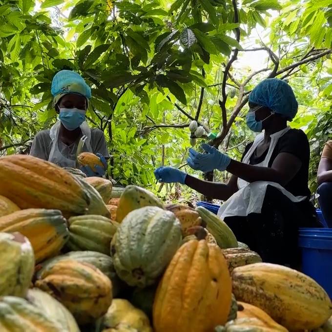 Zürcher Beiz verwendet ghanaischen Kakaosaft aus biologischem Anbau