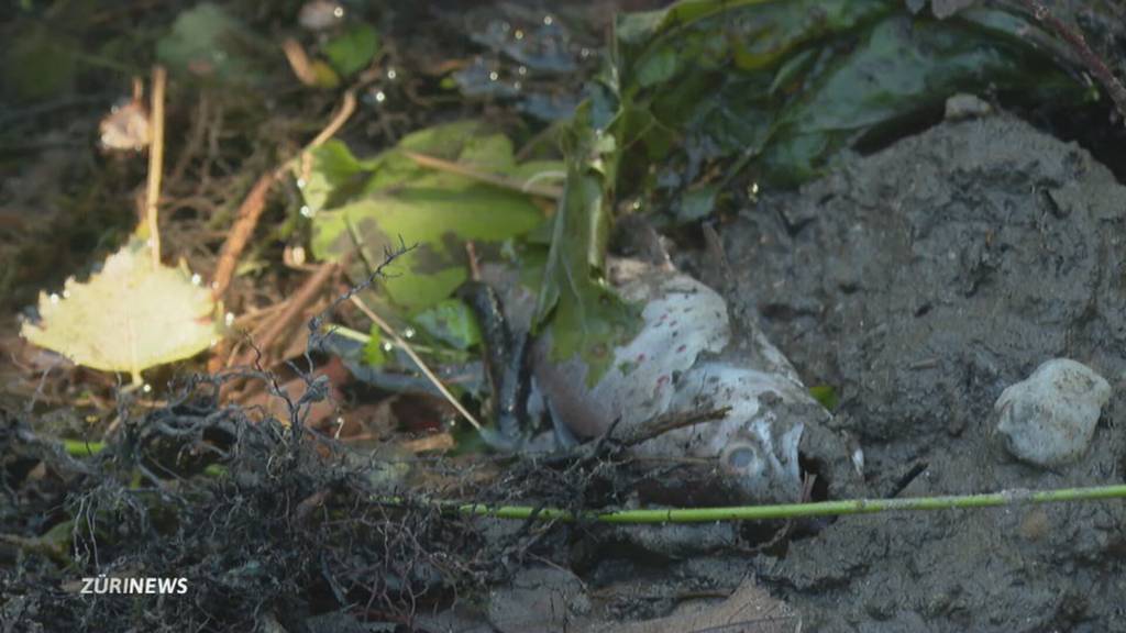 Fischsterben in Seuzach