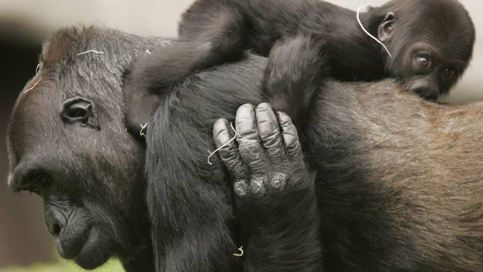 Bundesgericht erklärt Basler Primaten-Initiative für zulässig