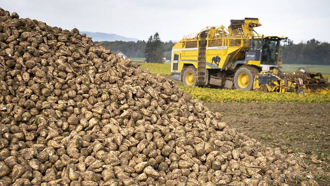Nationalrat will die Schweizer Zuckerproduktion weiterhin stützen