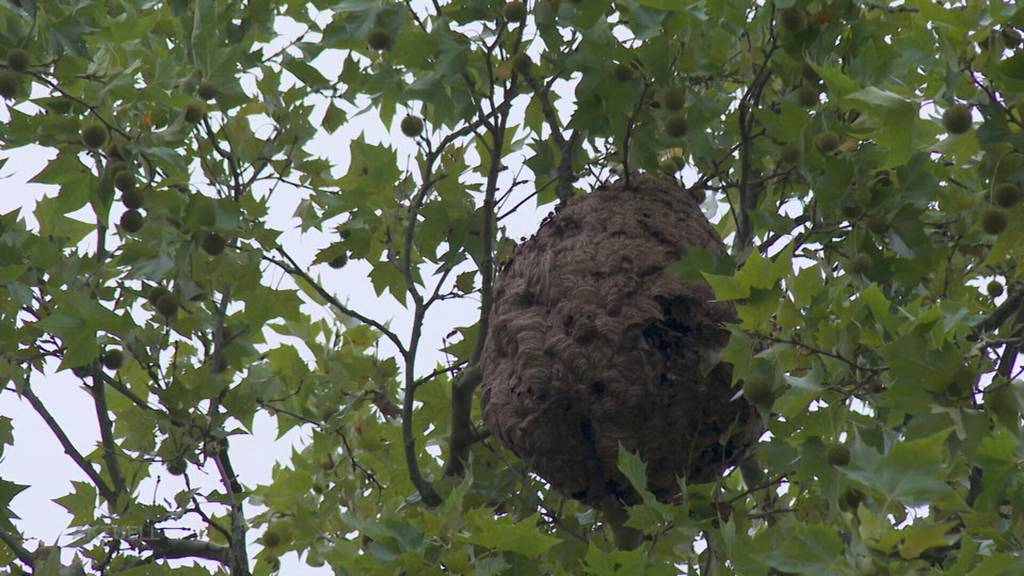 Heikle Aktion: In Rheinfelden muss man ein Meter grosses Hornussen-Nest vom Baum holen