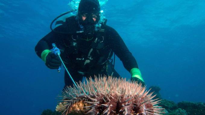 Gefrässige Seesterne bedrohen Great Barrier Reef