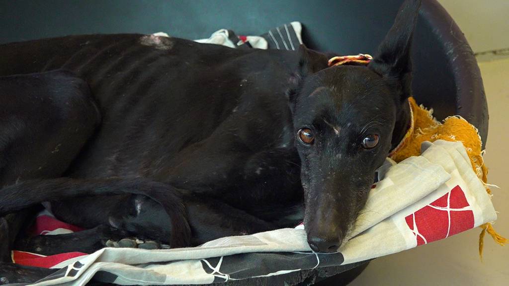Gezüchtet, gequält, getötet – Aargauerin rettet spanische Jagdhunde
