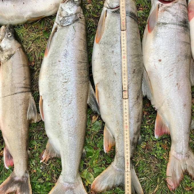 Kanadische Seeforellen im Fählensee